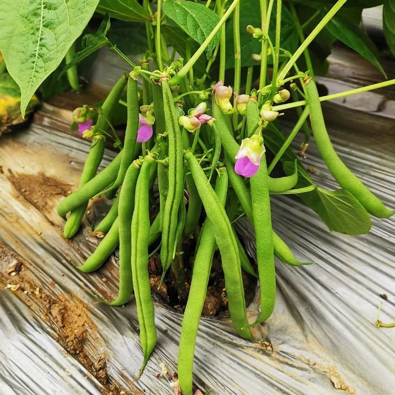 无筋地豆种子早熟矮生架豆种籽无筋架豆豆角菜豆种子
