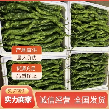 大螺丝椒实力代卖代销蔬菜有需要代卖的来电洽谈
