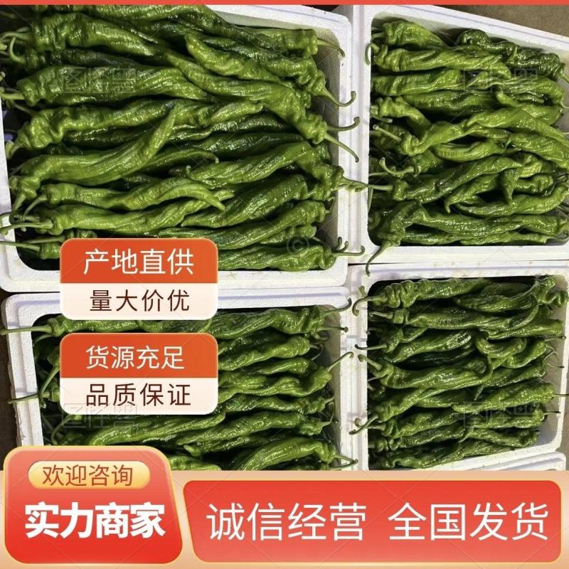 大螺丝椒实力代卖代销蔬菜有需要代卖的来电洽谈