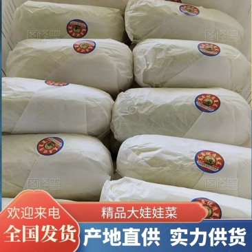 娃娃菜专业代卖代销各种蔬菜有需要代卖的电联