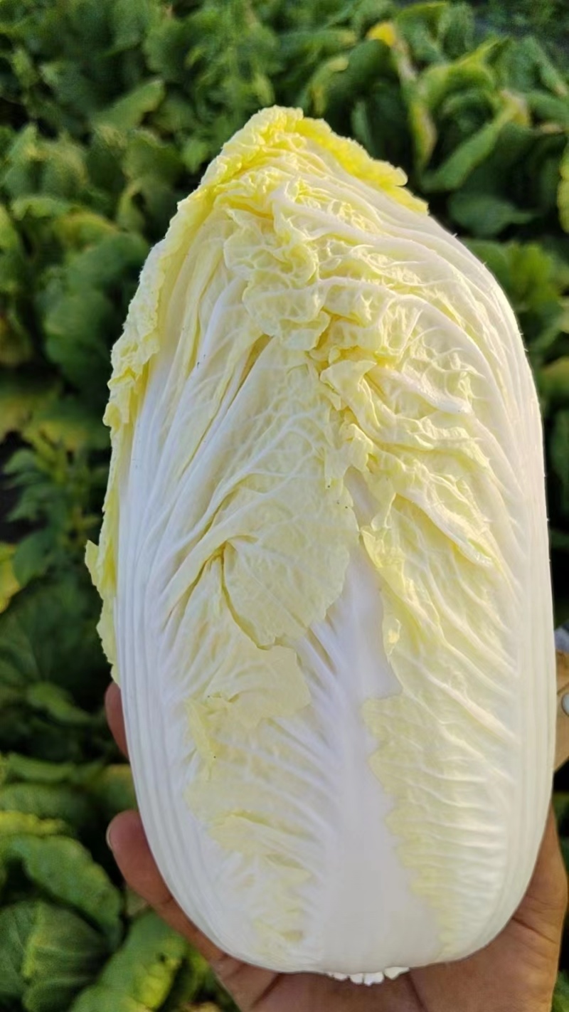 娃娃菜专业代卖代销各种蔬菜有需要代卖的电联