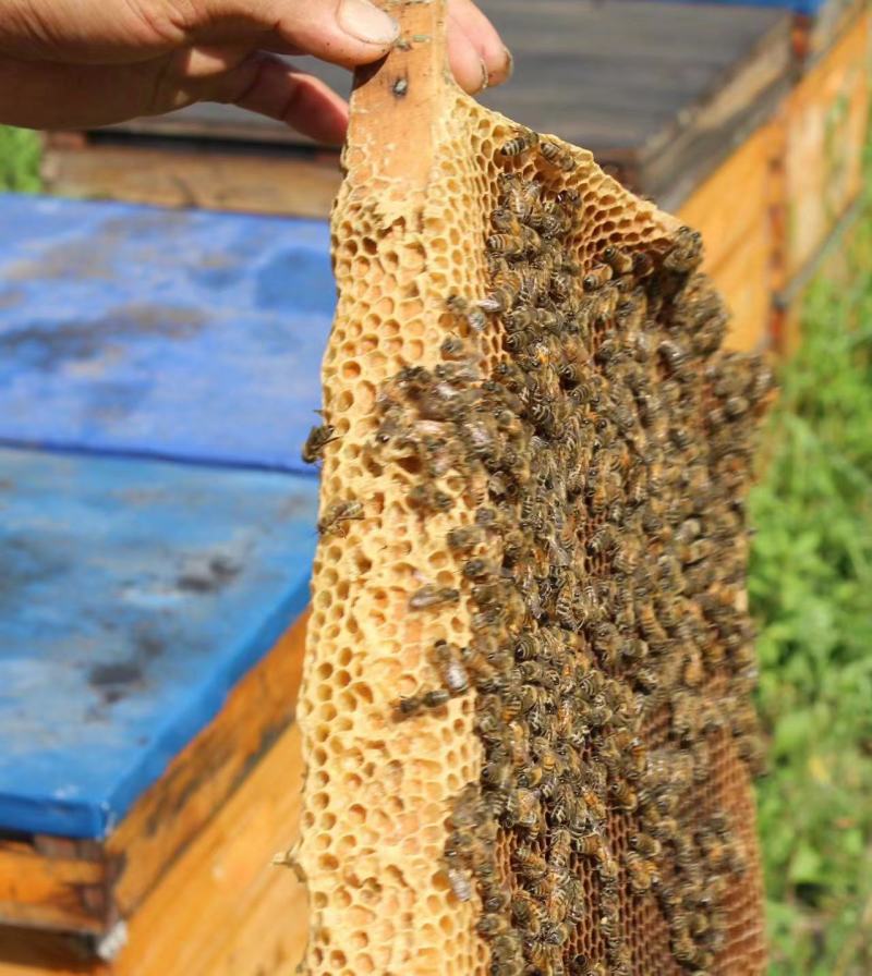 高浓度洋槐蜜延安水白洋槐蜜槐花蜜蜂场直供质量保证