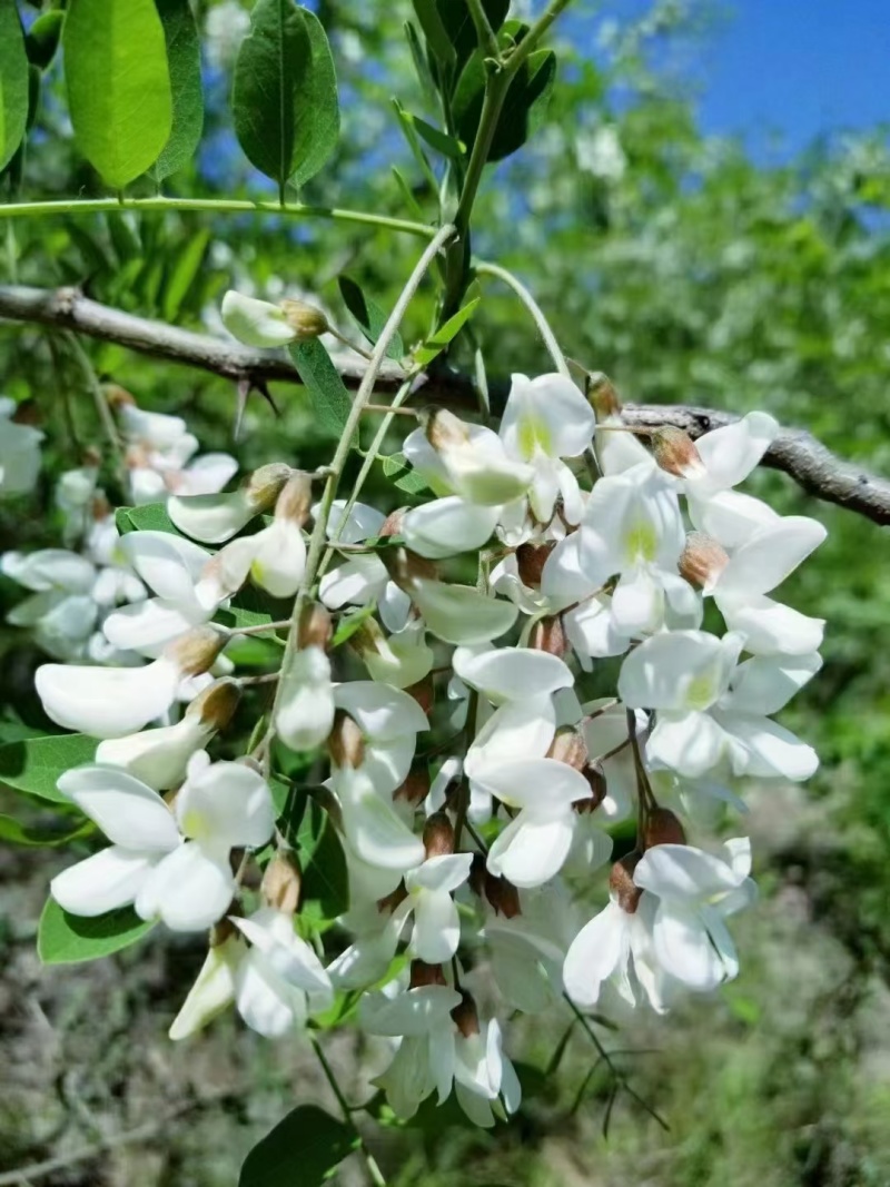 高浓度洋槐蜜延安水白洋槐蜜槐花蜜蜂场直供质量保证