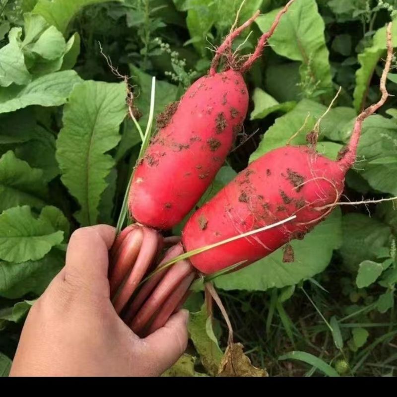 红皮萝卜专业代卖代销各种蔬菜实力代卖欢迎洽谈
