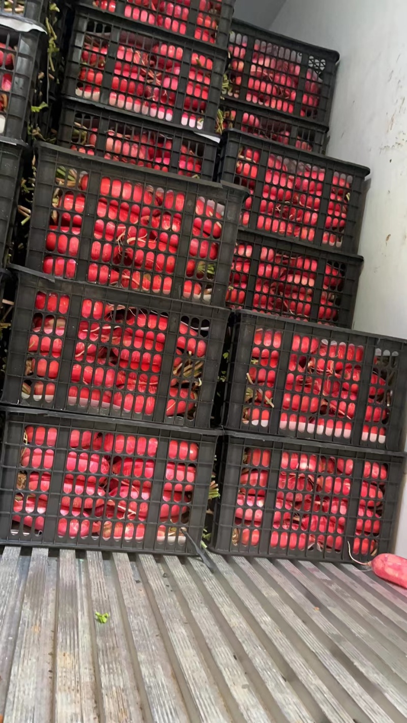 红皮萝卜专业代卖代销各种蔬菜实力代卖欢迎洽谈