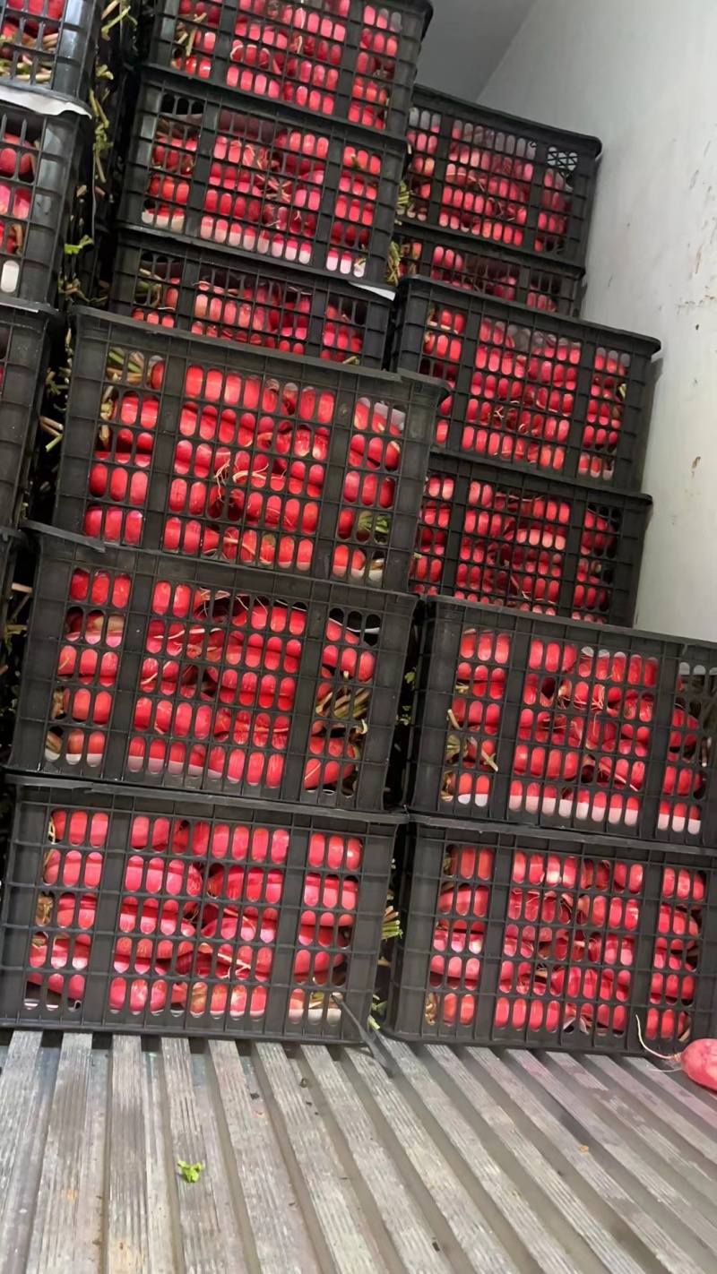 红皮萝卜专业代卖代销各种蔬菜实力代卖欢迎洽谈