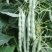 白金冠军架豆种子白芸豆宽扁豆白不老四季豆种子春夏秋季豆