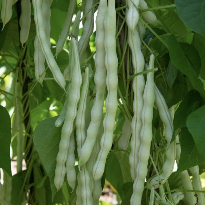 白金冠军架豆种子白芸豆宽扁豆白不老四季豆种子春夏秋季豆