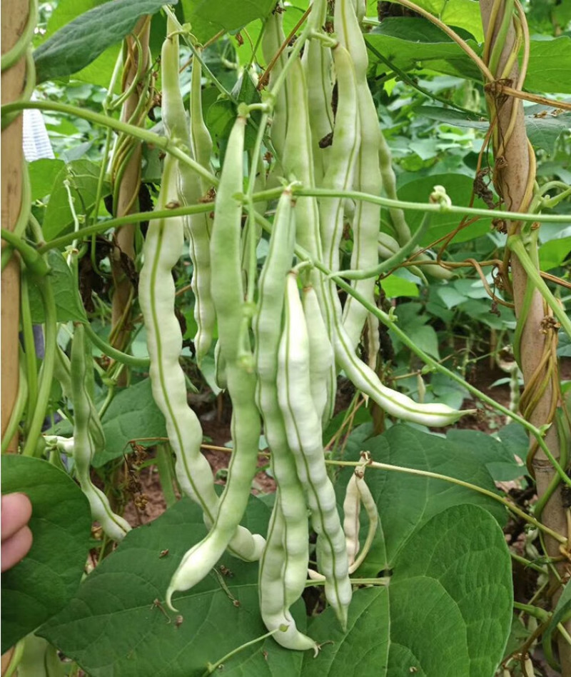 白金冠军架豆种子白芸豆宽扁豆白不老四季豆种子春夏秋季豆