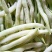 白金冠军架豆种子白芸豆宽扁豆白不老四季豆种子春夏秋季豆