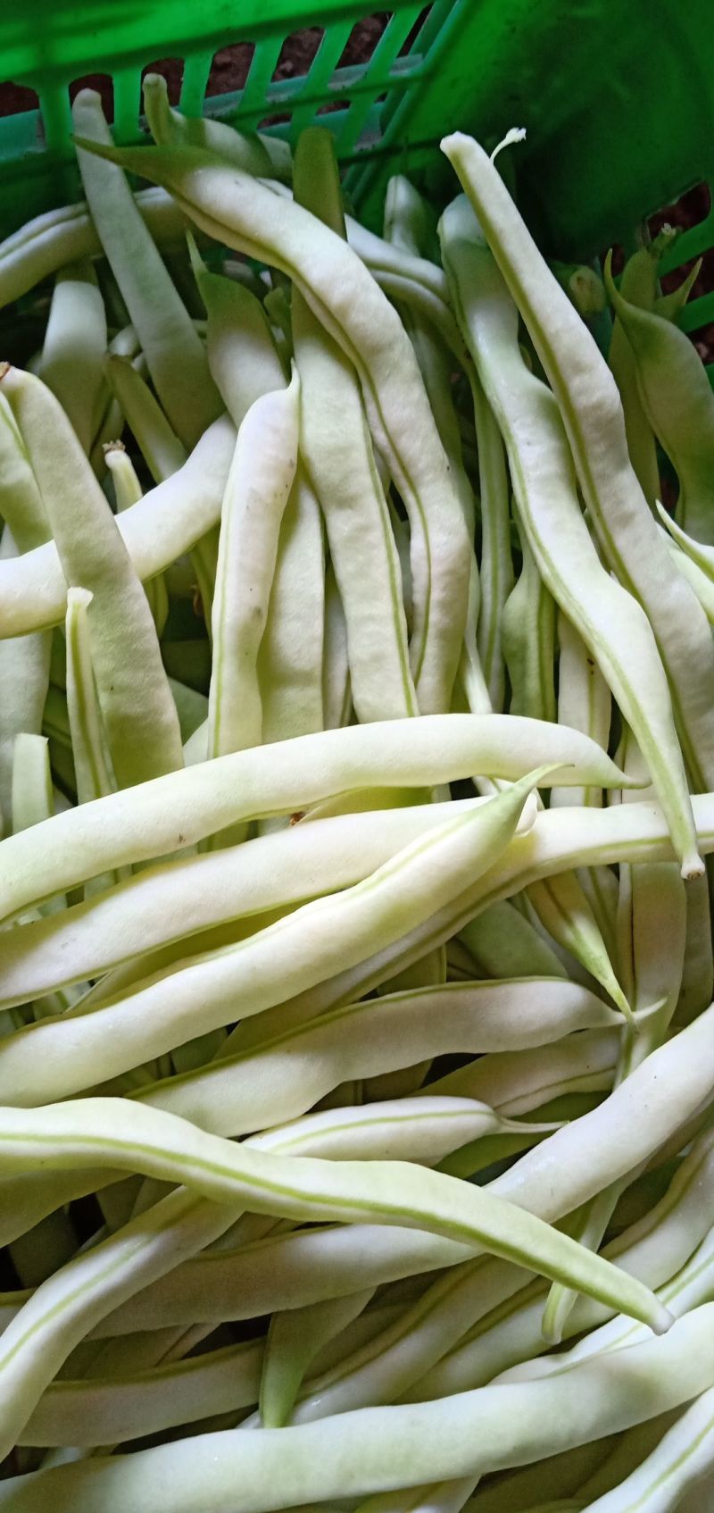 白金冠军架豆种子白芸豆宽扁豆白不老四季豆种子春夏秋季豆