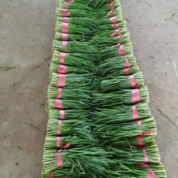 临漳万亩韭菜基地直供，价格实惠，质量保证，有需要联系我