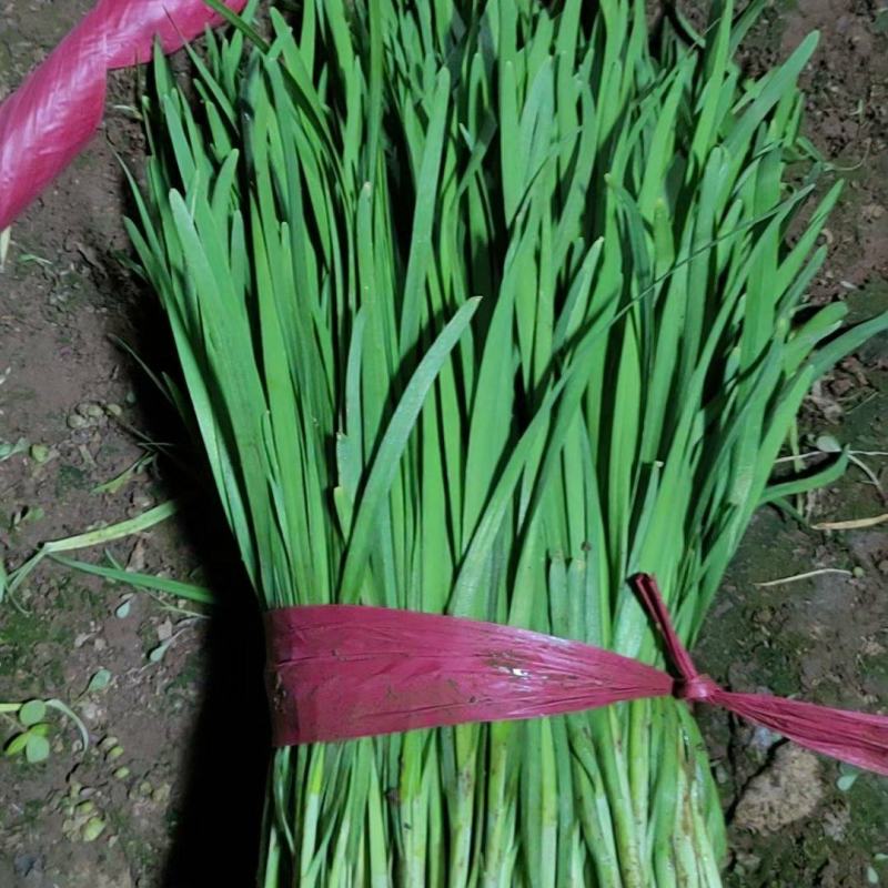 临漳万亩韭菜基地直供，价格实惠，质量保证，有需要联系我