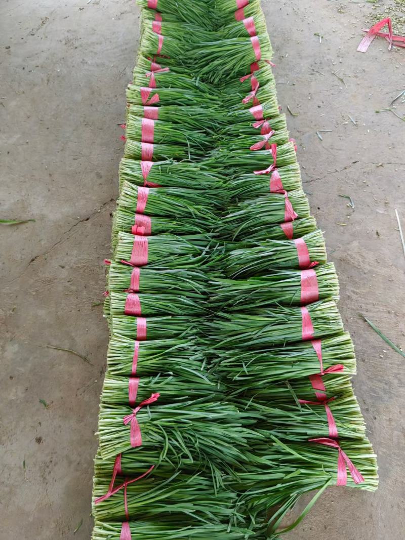 临漳万亩韭菜基地直供，价格实惠，质量保证，有需要联系我