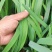 临漳万亩韭菜基地直供，价格实惠，质量保证，有需要联系我