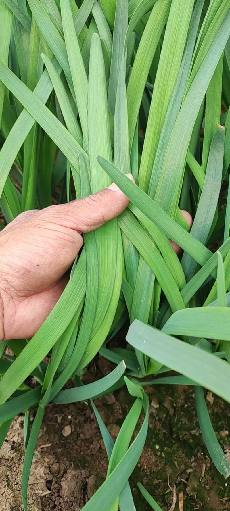 临漳万亩韭菜基地直供，价格实惠，质量保证，有需要联系我