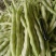 白大侠白不老架豆种子摘不败早熟四季豆蔬菜种子春秋播种