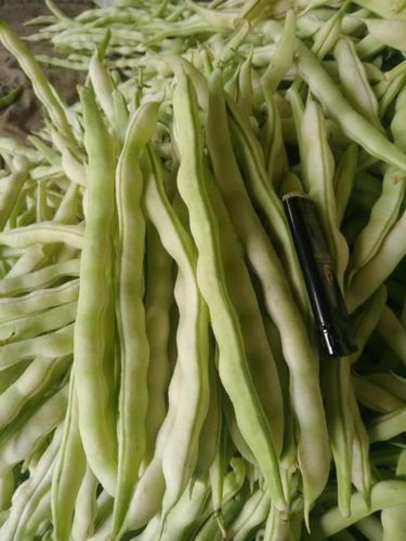 白大侠白不老架豆种子摘不败早熟四季豆蔬菜种子春秋播种