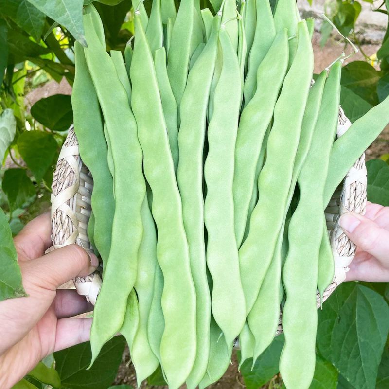 白大侠白不老架豆种子摘不败早熟四季豆蔬菜种子春秋播种