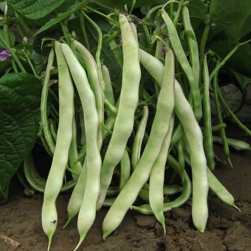 白大侠白不老架豆种子摘不败早熟四季豆蔬菜种子春秋播种