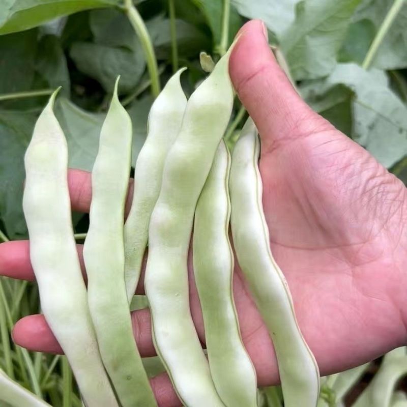 白大侠白不老架豆种子摘不败早熟四季豆蔬菜种子春秋播种