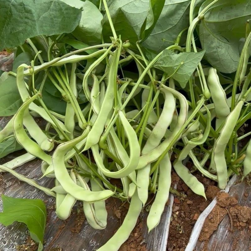 白大侠白不老架豆种子摘不败早熟四季豆蔬菜种子春秋播种