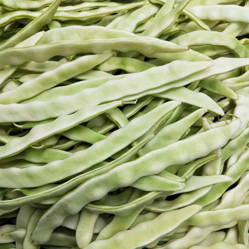 白大侠白不老架豆种子摘不败早熟四季豆蔬菜种子春秋播种
