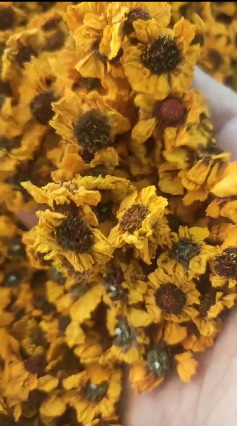 雪菊