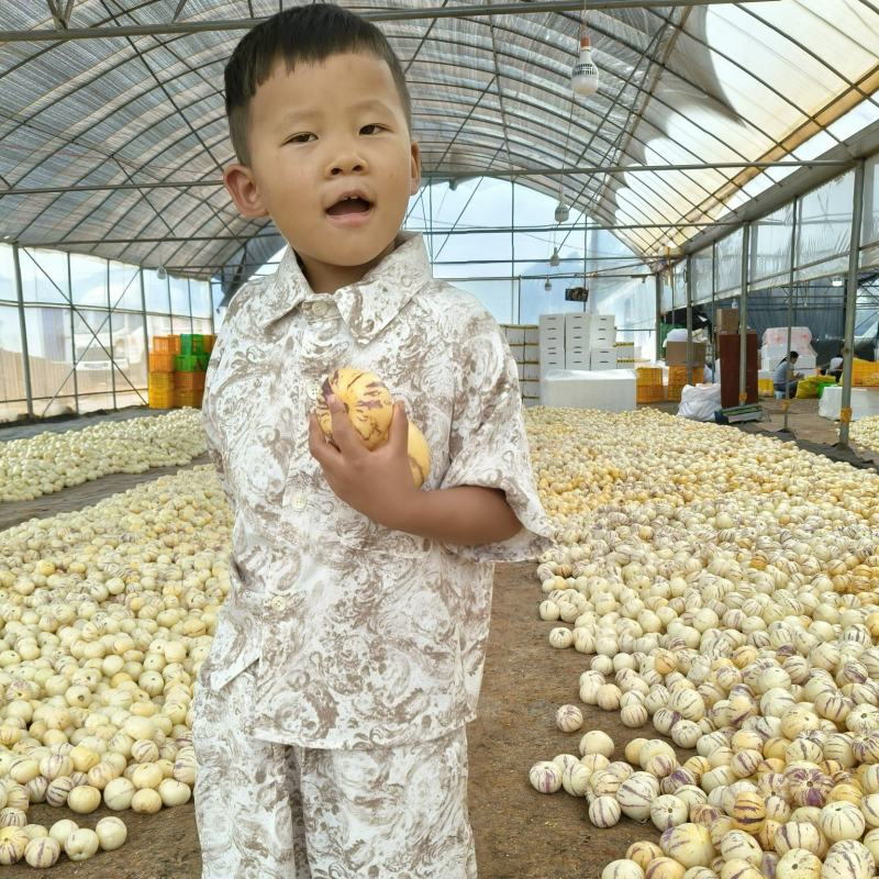 人参果2026年新果上市了，寻求全国各地批发商电商一件代