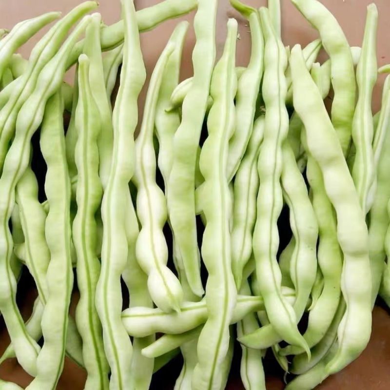 无筋压塌架四季豆种子春秋早熟架豆种子庭院阳台高产无筋荚嫩