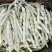 无筋压塌架四季豆种子春秋早熟架豆种子庭院阳台高产无筋荚嫩
