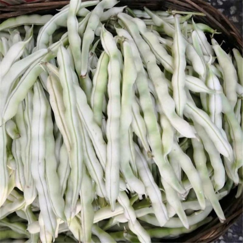 无筋压塌架四季豆种子春秋早熟架豆种子庭院阳台高产无筋荚嫩