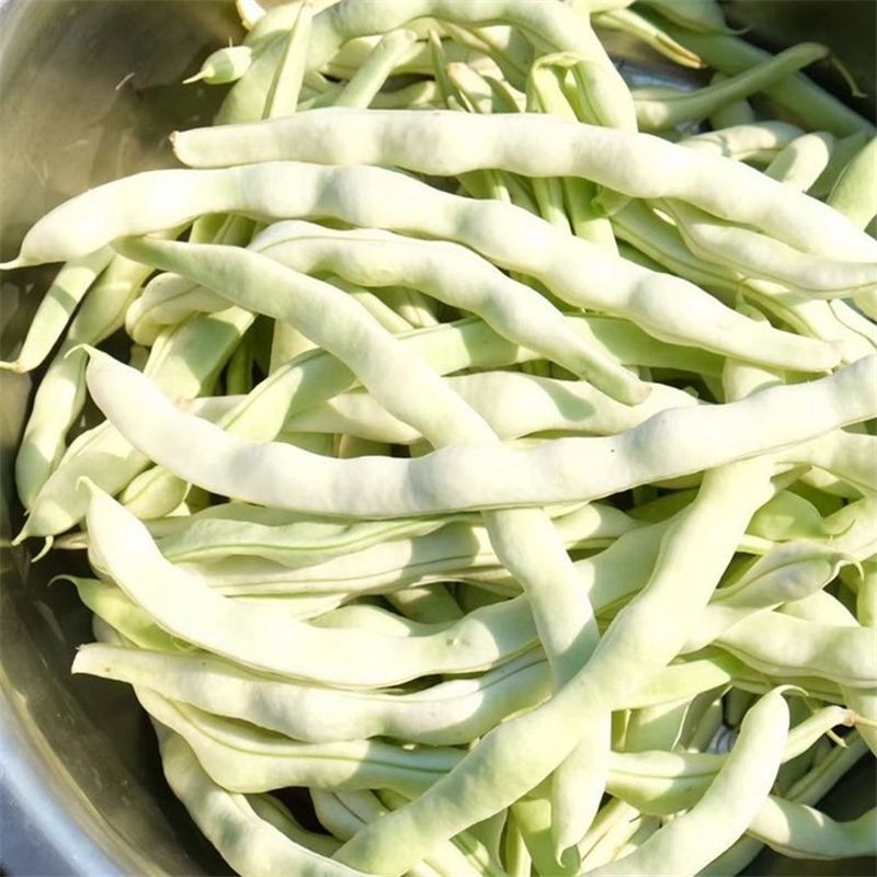 无筋压塌架四季豆种子春秋早熟架豆种子庭院阳台高产无筋荚嫩