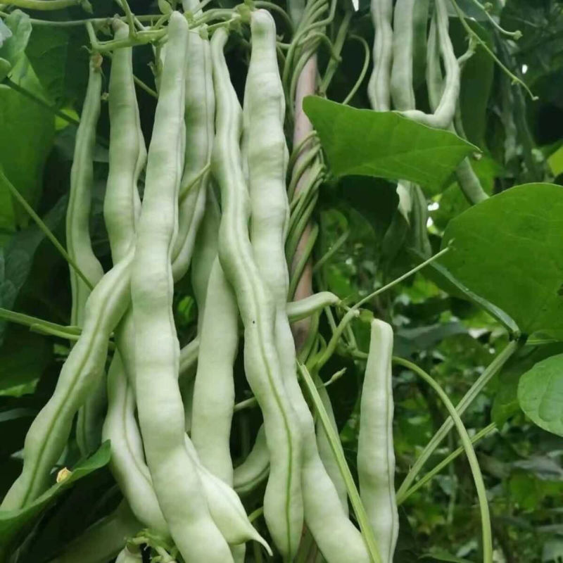 无筋压塌架四季豆种子春秋早熟架豆种子庭院阳台高产无筋荚嫩
