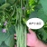 太空绿小金豆种子抗寒耐热芸豆四季豆种子春秋季菜豆种子