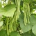 太空绿小金豆种子抗寒耐热芸豆四季豆种子春秋季菜豆种子