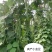 太空绿小金豆种子抗寒耐热芸豆四季豆种子春秋季菜豆种子