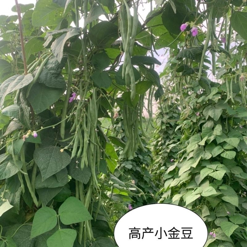 太空绿小金豆种子抗寒耐热芸豆四季豆种子春秋季菜豆种子