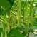 太空绿小金豆种子抗寒耐热芸豆四季豆种子春秋季菜豆种子
