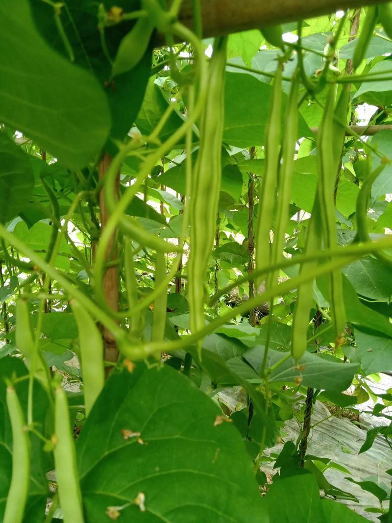 太空绿小金豆种子抗寒耐热芸豆四季豆种子春秋季菜豆种子
