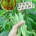 太空绿小金豆种子抗寒耐热芸豆四季豆种子春秋季菜豆种子