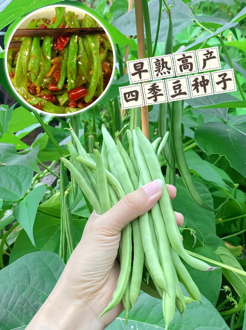 太空绿小金豆种子抗寒耐热芸豆四季豆种子春秋季菜豆种子