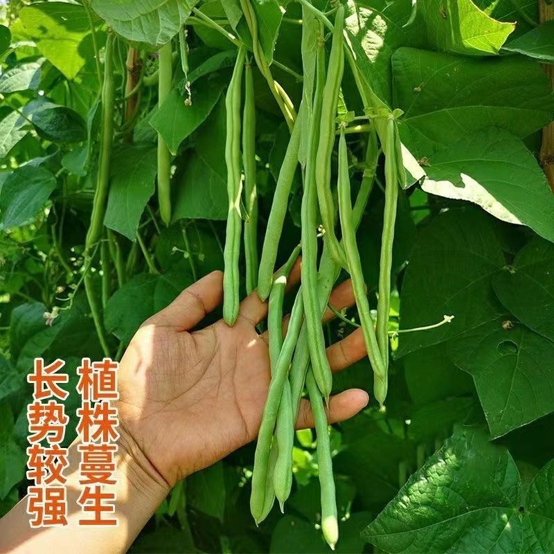 太空绿小金豆种子抗寒耐热芸豆四季豆种子春秋季菜豆种子