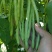 太空绿小金豆种子抗寒耐热芸豆四季豆种子春秋季菜豆种子