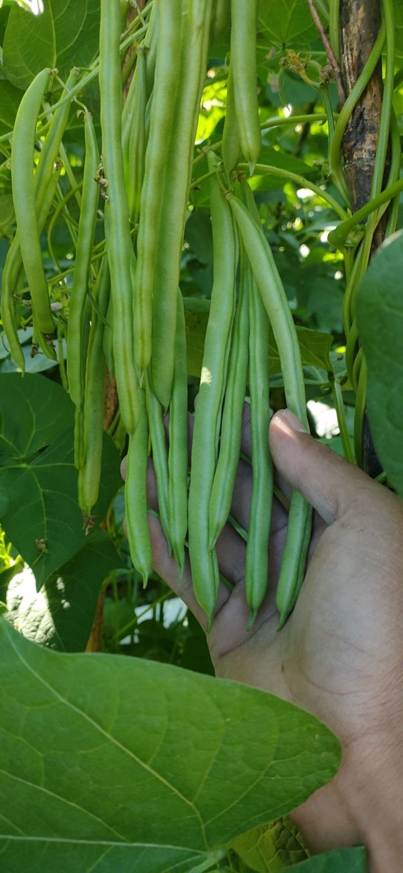 太空绿小金豆种子抗寒耐热芸豆四季豆种子春秋季菜豆种子
