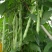 太空绿小金豆种子抗寒耐热芸豆四季豆种子春秋季菜豆种子