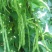 太空绿小金豆种子抗寒耐热芸豆四季豆种子春秋季菜豆种子
