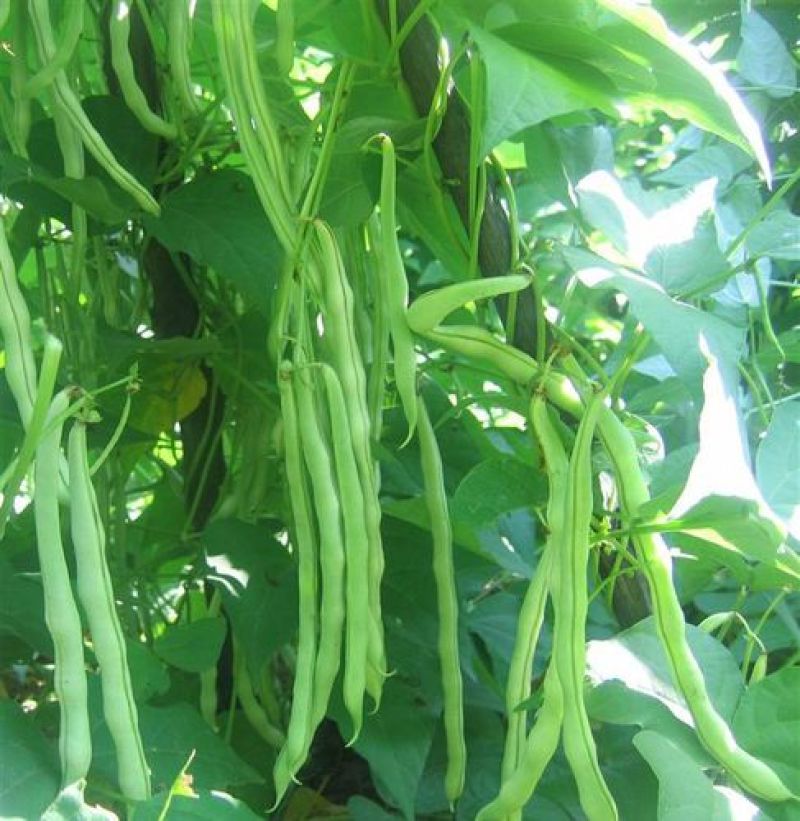 太空绿小金豆种子抗寒耐热芸豆四季豆种子春秋季菜豆种子