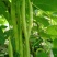 太空绿小金豆种子抗寒耐热芸豆四季豆种子春秋季菜豆种子