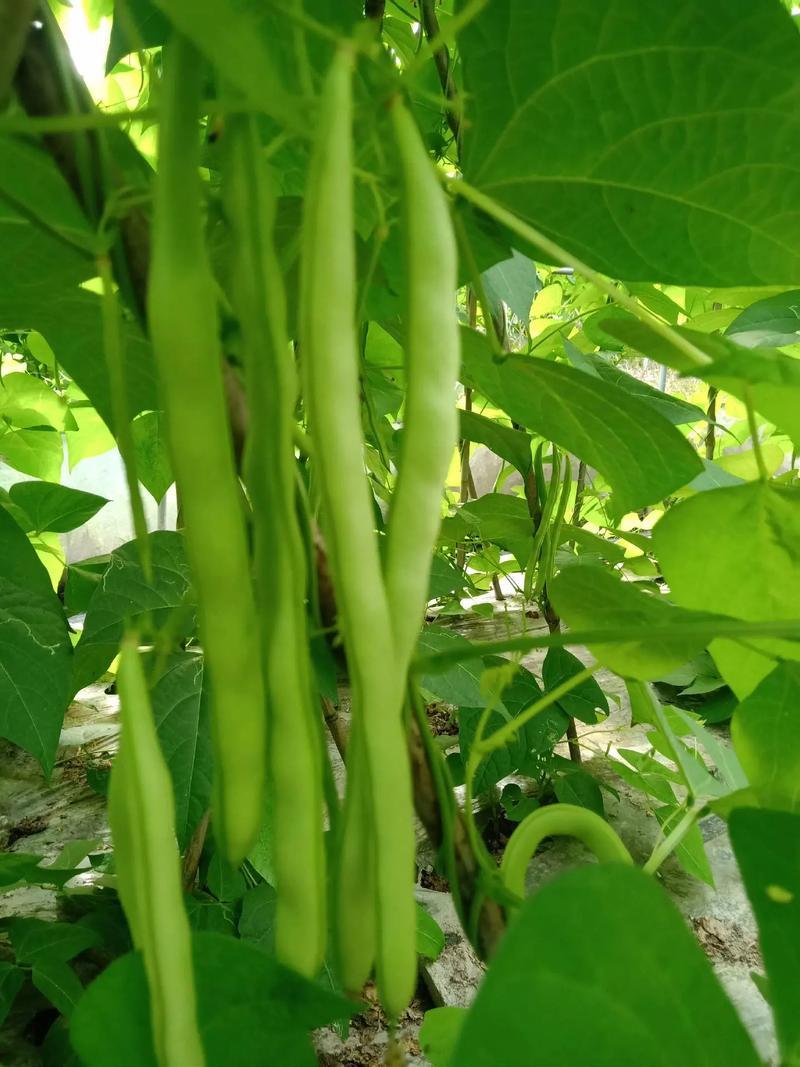 太空绿小金豆种子抗寒耐热芸豆四季豆种子春秋季菜豆种子